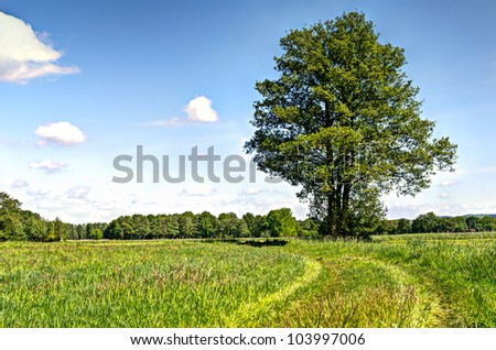 spring trees in green meadow field