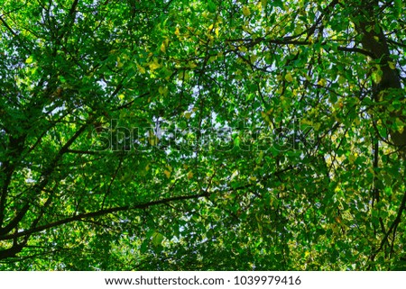 Deep green leaves form forest canopy overhead.