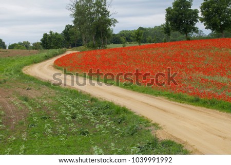 Wavy road near blooming red poppies