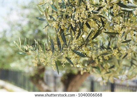 Blooming spring Mediterranean olive tree, selective focus
