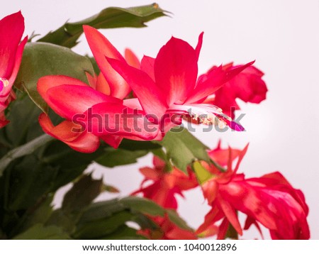 Macro Photo of a Red Flower Christmas Cactus, Schlumbergera truncata on white background.
