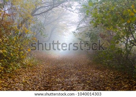Amazing atmosphere in The Hoia Baciu forest, one of the most haunted forest in the world. It's very knowed for the unexplained phenomena.It was a beautiful foggy and colorful morning. Royalty-Free Stock Photo #1040014303