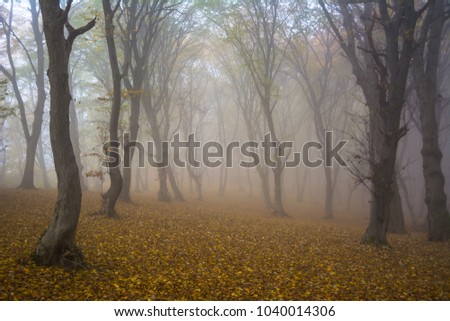 Amazing atmosphere in The Hoia Baciu forest, one of the most haunted forest in the world. It's very knowed for the unexplained phenomena.It was a beautiful foggy and colorful morning. Royalty-Free Stock Photo #1040014306