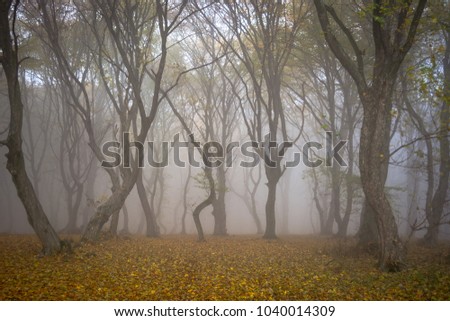 Amazing atmosphere in The Hoia Baciu forest, one of the most haunted forest in the world. It's very knowed for the unexplained phenomena.It was a beautiful foggy and colorful morning. Royalty-Free Stock Photo #1040014309