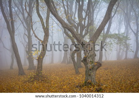 Amazing atmosphere in The Hoia Baciu forest, one of the most haunted forest in the world. It's very knowed for the unexplained phenomena.It was a beautiful foggy and colorful morning. Royalty-Free Stock Photo #1040014312