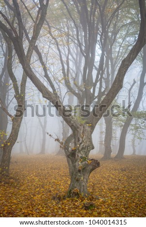 Amazing atmosphere in The Hoia Baciu forest, one of the most haunted forest in the world. It's very knowed for the unexplained phenomena.It was a beautiful foggy and colorful morning. Royalty-Free Stock Photo #1040014315