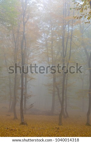 Amazing atmosphere in The Hoia Baciu forest, one of the most haunted forest in the world. It's very knowed for the unexplained phenomena.It was a beautiful foggy and colorful morning. Royalty-Free Stock Photo #1040014318