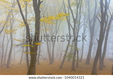 Amazing atmosphere in The Hoia Baciu forest, one of the most haunted forest in the world. It's very knowed for the unexplained phenomena.It was a beautiful foggy and colorful morning. Royalty-Free Stock Photo #1040014321