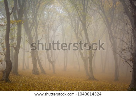 Amazing atmosphere in The Hoia Baciu forest, one of the most haunted forest in the world. It's very knowed for the unexplained phenomena.It was a beautiful foggy and colorful morning. Royalty-Free Stock Photo #1040014324