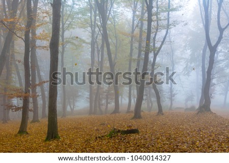 Amazing atmosphere in The Hoia Baciu forest, one of the most haunted forest in the world. It's very knowed for the unexplained phenomena.It was a beautiful foggy and colorful morning. Royalty-Free Stock Photo #1040014327