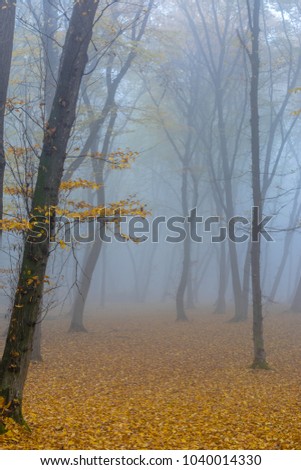 Amazing atmosphere in The Hoia Baciu forest, one of the most haunted forest in the world. It's very knowed for the unexplained phenomena.It was a beautiful foggy and colorful morning. Royalty-Free Stock Photo #1040014330