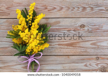 Close up shot of mimosa flowers on wooden rustic background.
