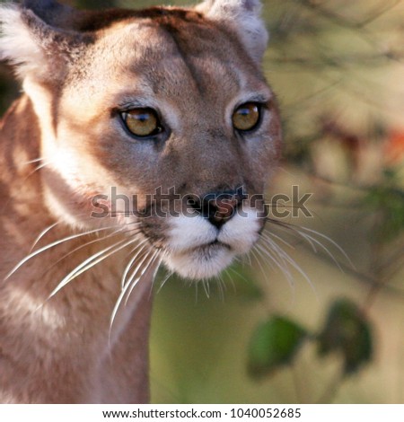 Mountain Lion, Cougar, Puma, or panther with piercing eyes.