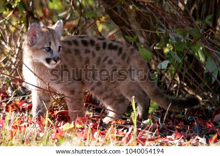 Baby cougar, mountain lion, puma or panther, with autumn colors  