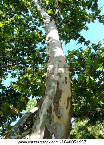 green leaves, a picture of a tree, a camouflage trunk