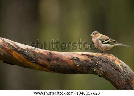 Fringilla coelebs. Wildlife of Finland. Expanded throughout Europe. Beautiful picture. Free nature. Scandinavia. A colorful picture of nature.