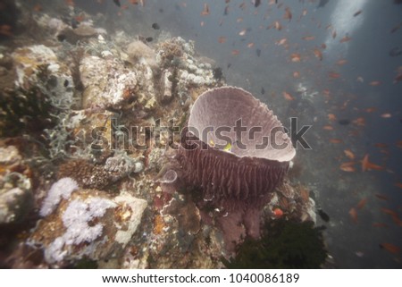 beautiful underwater landscape - wide angle shot of a huge purple vase shaped sponge on an indonesian coral reef - ocean with fish and blue water in the background in Asia with natural sunlight