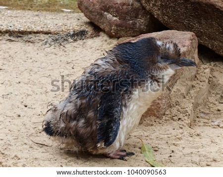 Placid Reposeful Little Penguin  Moulting with Soft Downy Feathers.