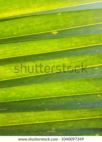 Foliage Green background 