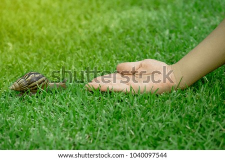 Snail walking slowly to children's hand in the park