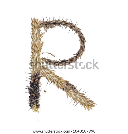 letter R of dried sorghum spikelets, blade of grass and corn inflorescences, isolate on white background
