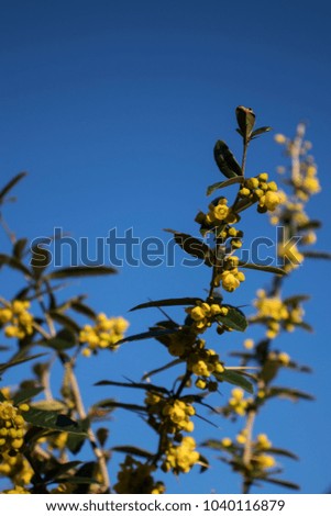 Plant with Small Yellow Flowers Blooming