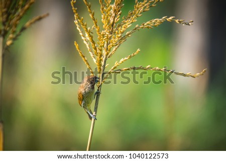 Blurred bird catching on stem of corn in cornfield. It eating flower and seed of fruit corn in farm.