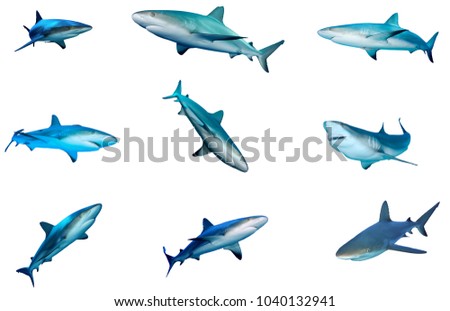 Collection of Sharks isolated. Caribbean Reef Shark cutouts