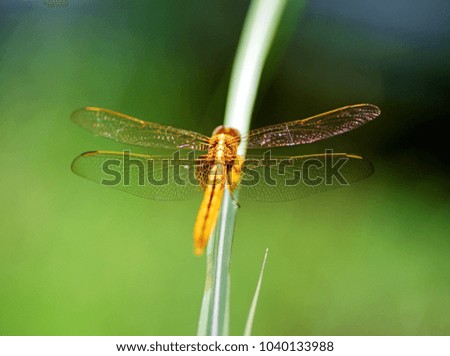 Macro of dragonfly beautiful wings holding on leaf blurred background. close up dragonfly.