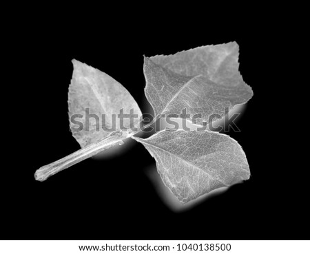 black and white leaves on a black background