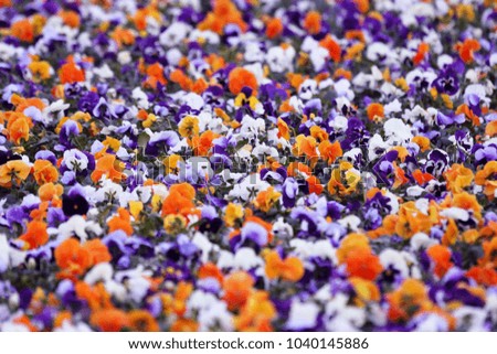 flowerbed with different flowers pansies