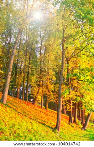 Beautiful autumn trees