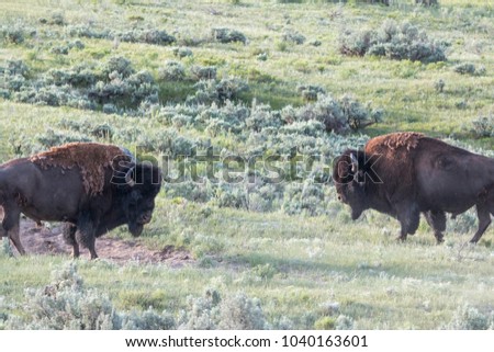 Bison Standoff 