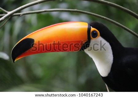 orange toucan beak 