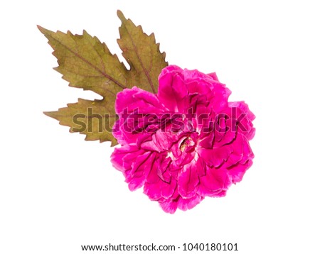 Dark pink of Damask Rose flower. (Rosa damascena)