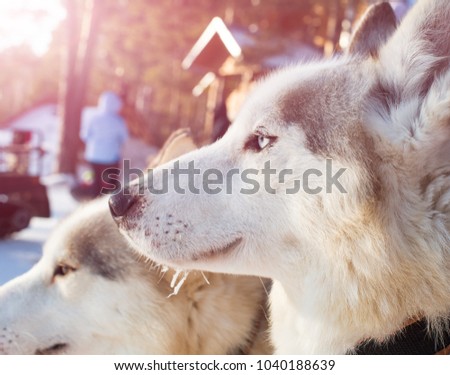 Two Siberian husky