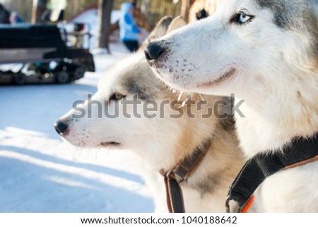 Two Siberian husky. Fun and sad