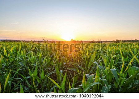 a front selective focus picture of organic young corn field at agriculture farm in the evening sunset.