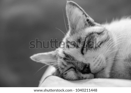 cute sleeping cat in black and white 