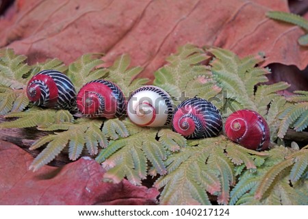 Colorful snail : Neritina (Vittina) communis , beautiful shells in nature background. (Selective focus)