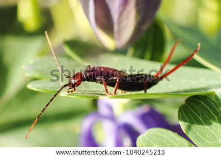 Earwig on the leaf with green background, Macrophotography of bugs