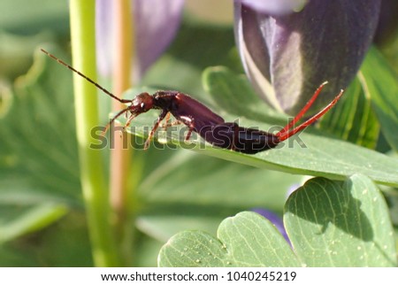 Earwig on the leaf with green background, Macrophotography of bugs