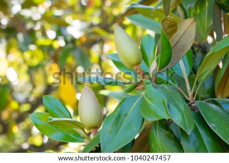 Magnolia, a blooming magnolia tree. Buds