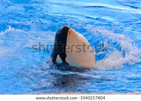 Photo Picture of a Mammal Orca Killer Whale Fish