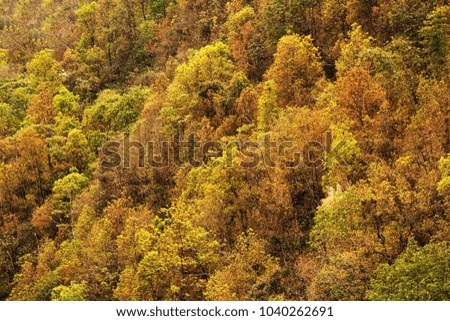 Forest background of geen trees