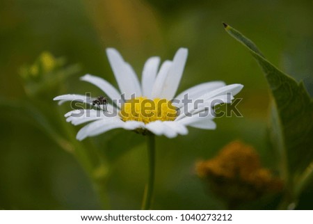 fly on white camomile