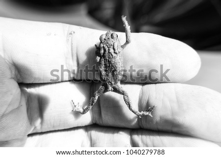 Small amphibian Common toad climbing up on man's hand in black and white shot
