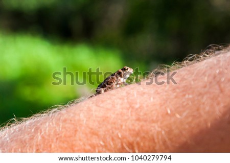 Small amphibian Common toad climbing up on hairy skin of man's arm