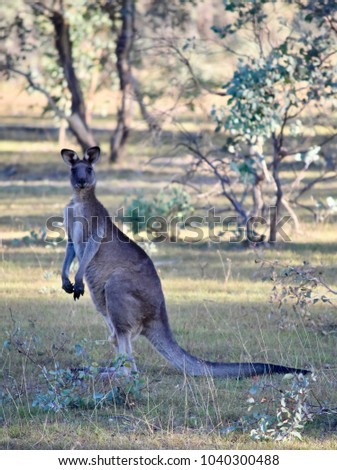 Beautiful male kangaroo in a wild on a bright summer day in Australia