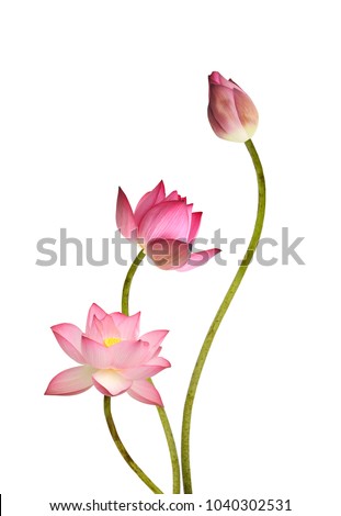 Beautiful pink lotus flower bouquet isolated on white background Royalty-Free Stock Photo #1040302531